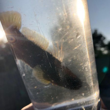 ハゼ釣り夕方のひと時(^ ^)