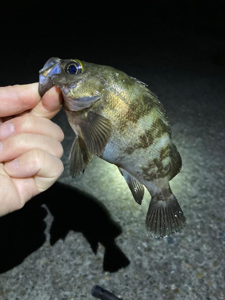 順調20㎝クラス