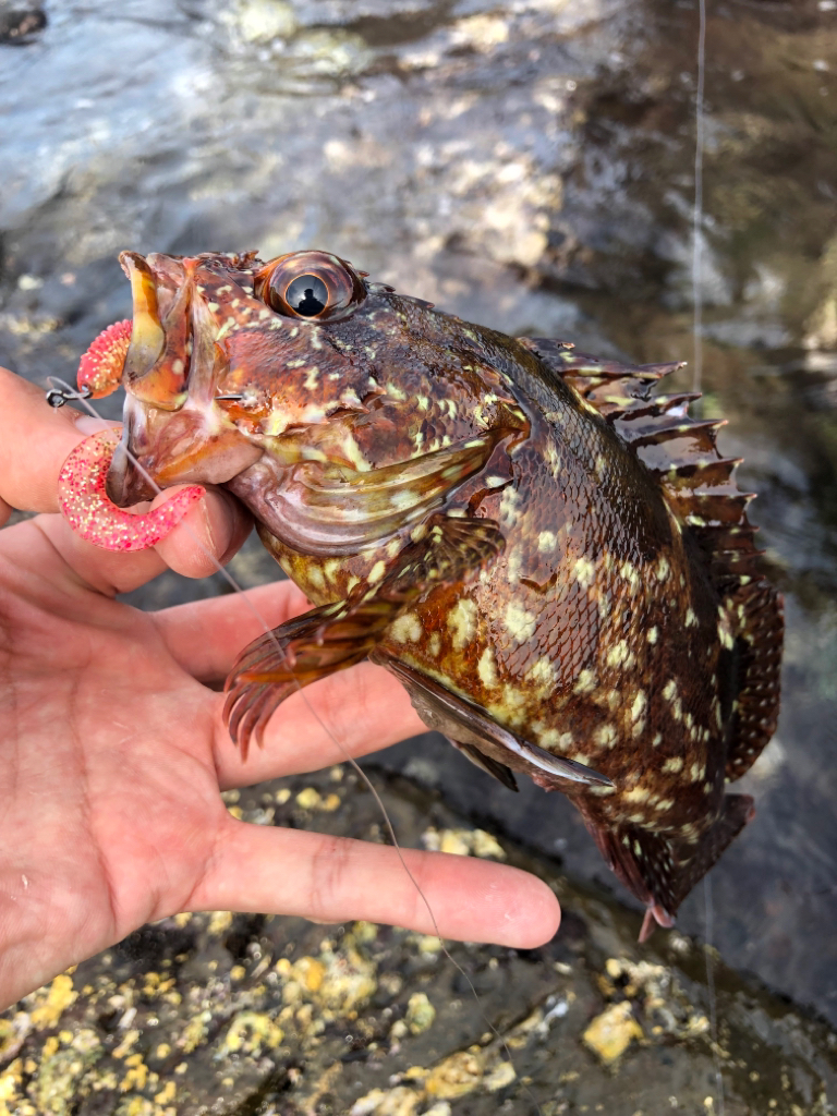 ハードロックフィッシュゲーム!!