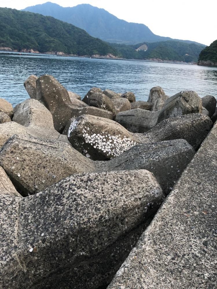 アオリ狙いが・・・