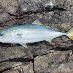 45センチオーバーのグレ！