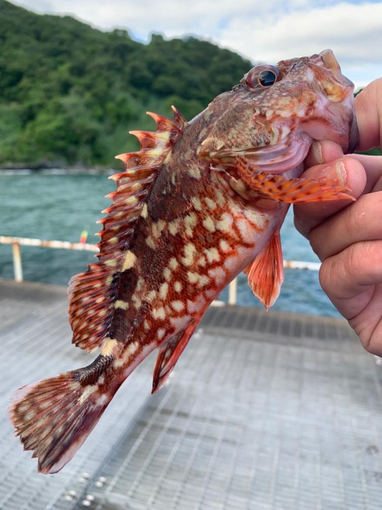 いろいろいつもの