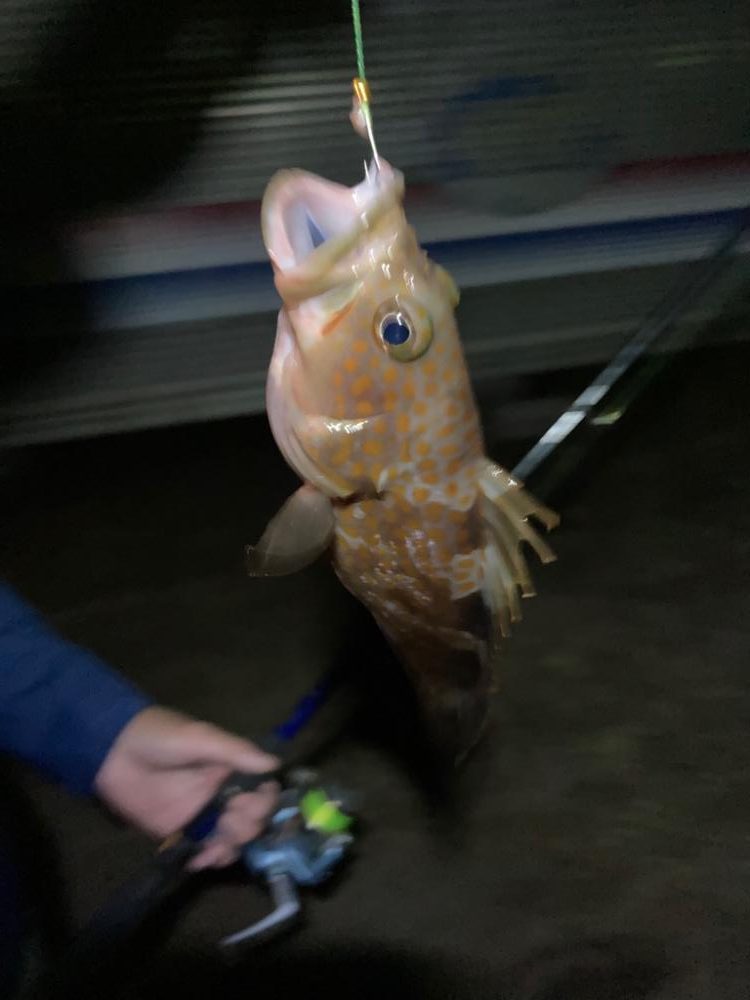 餌釣り&エギング！