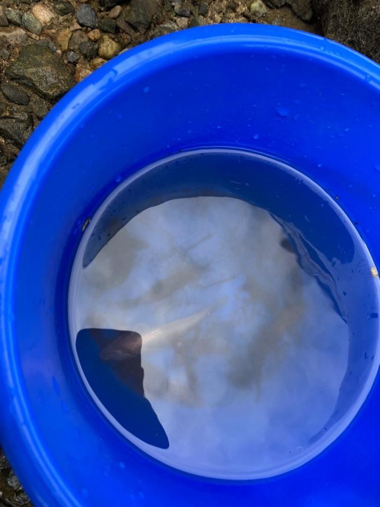 ハゼクランク　淀川釣るのは超簡単