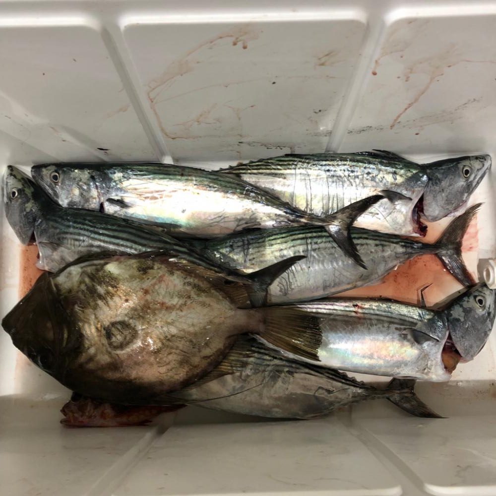 初魚種が釣れました