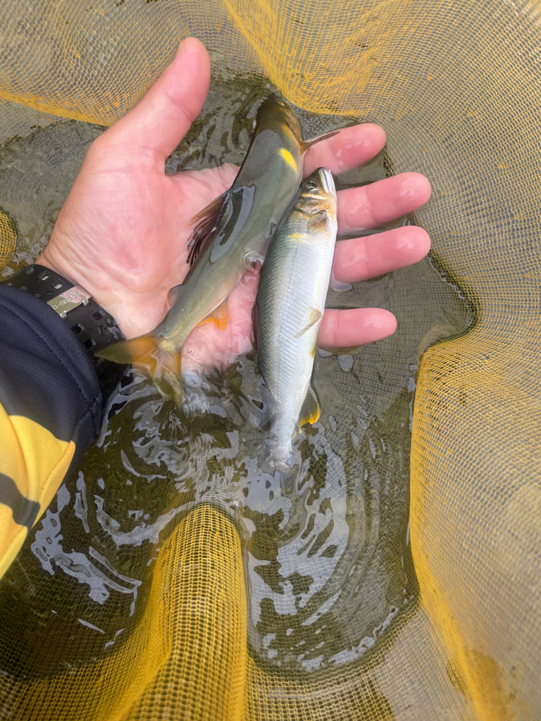 奈良県　天川村　鮎
