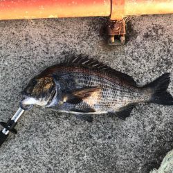 大粒イガイびっしり