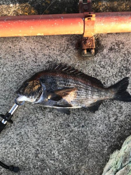 大粒イガイびっしり