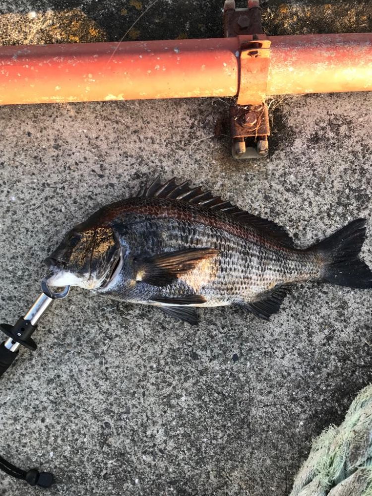 大粒イガイびっしり