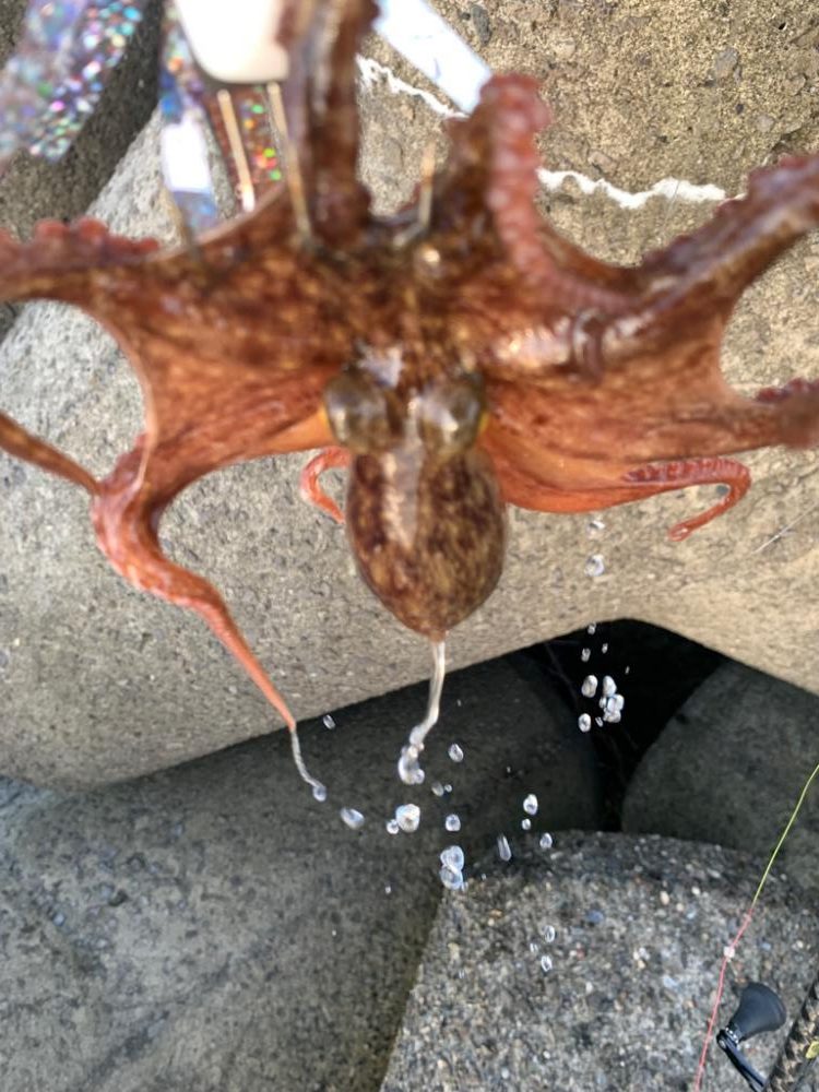 ショアタコ初物!