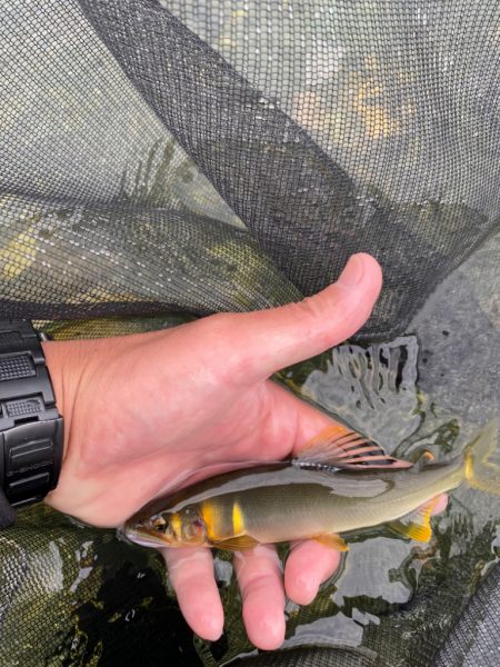 安曇川広瀬地区