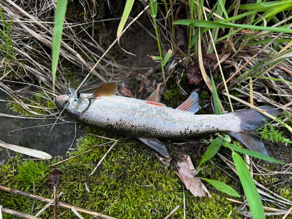 渓流ルアーフィッシング