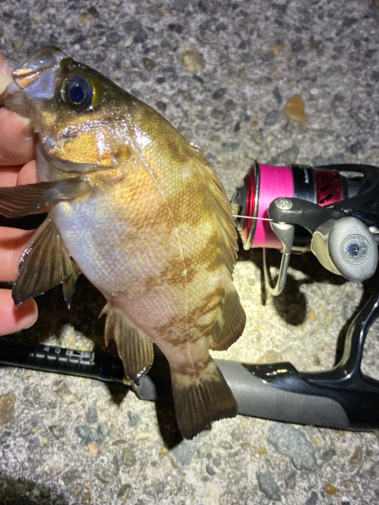 数釣り可能!明石のメバル
