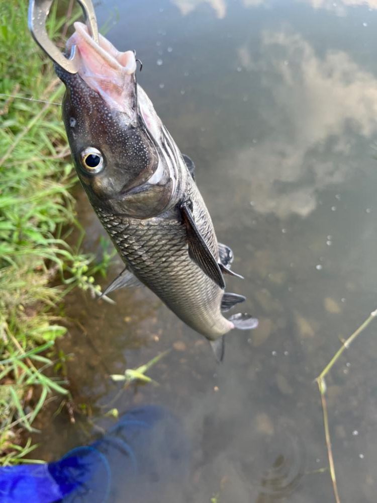 コアユ、ニゴイ、ハス