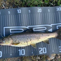 トラウトにはまって通う日々