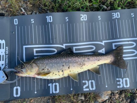 トラウトにはまって通う日々