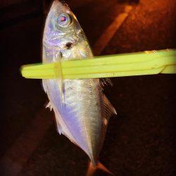 久しぶりに魚が釣れました