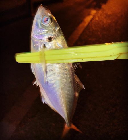 久しぶりに魚が釣れました