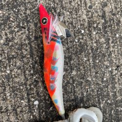 夕まずめ1時間エギング