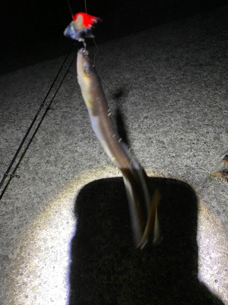 大蔵海岸青物調査