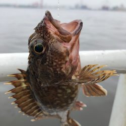 青イソメで根魚