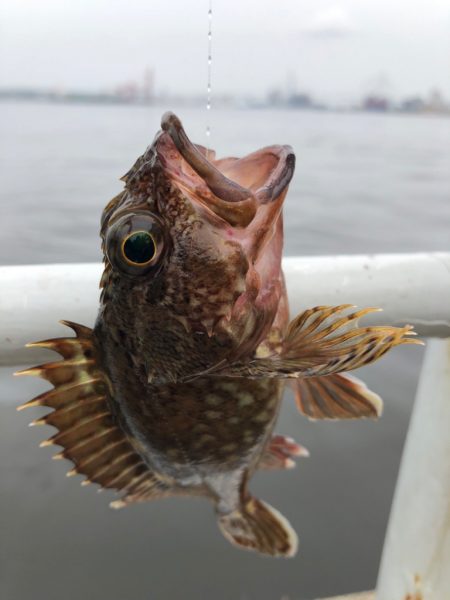 青イソメで根魚