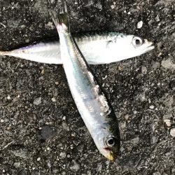 アジ、どこ行った？