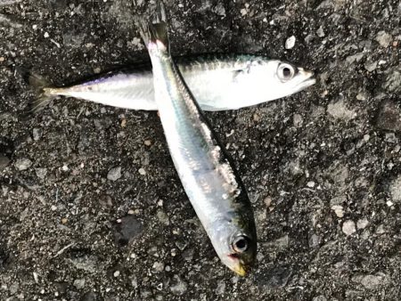 アジ、どこ行った？