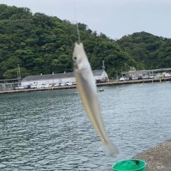 小さいキスが良く釣れました