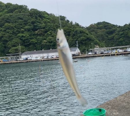 小さいキスが良く釣れました