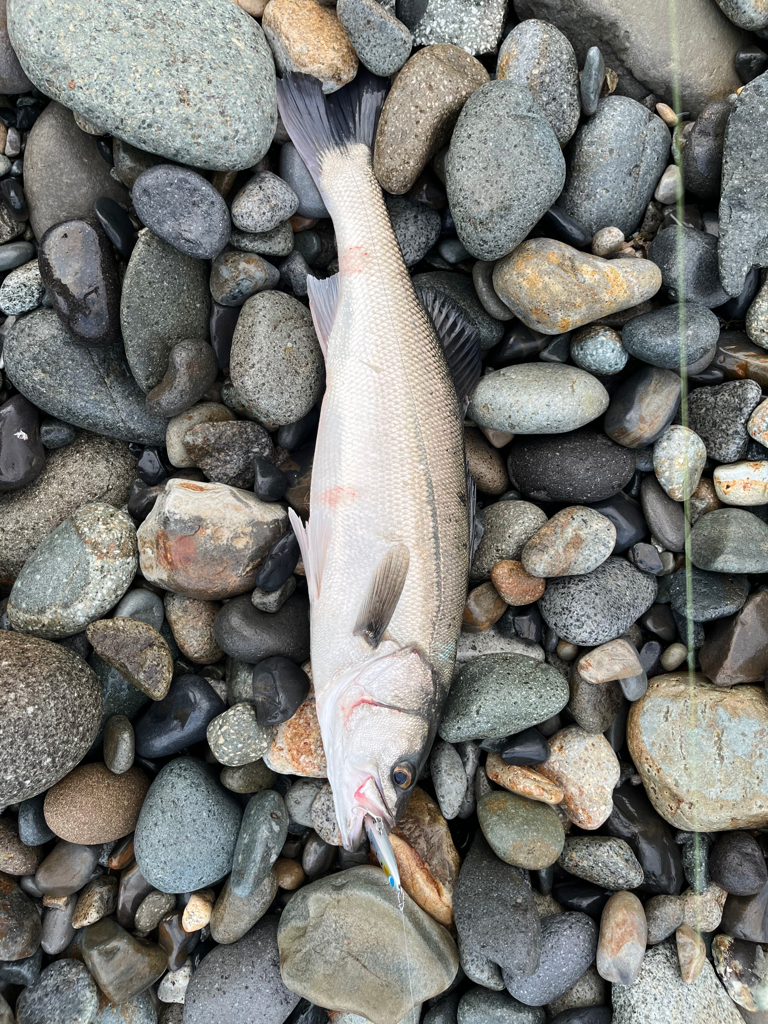 とうとうシーバスご在宅