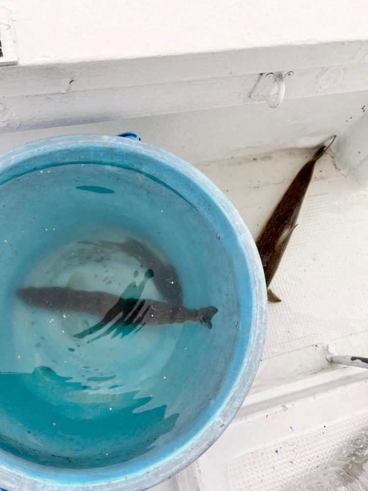 近場でエサ釣り