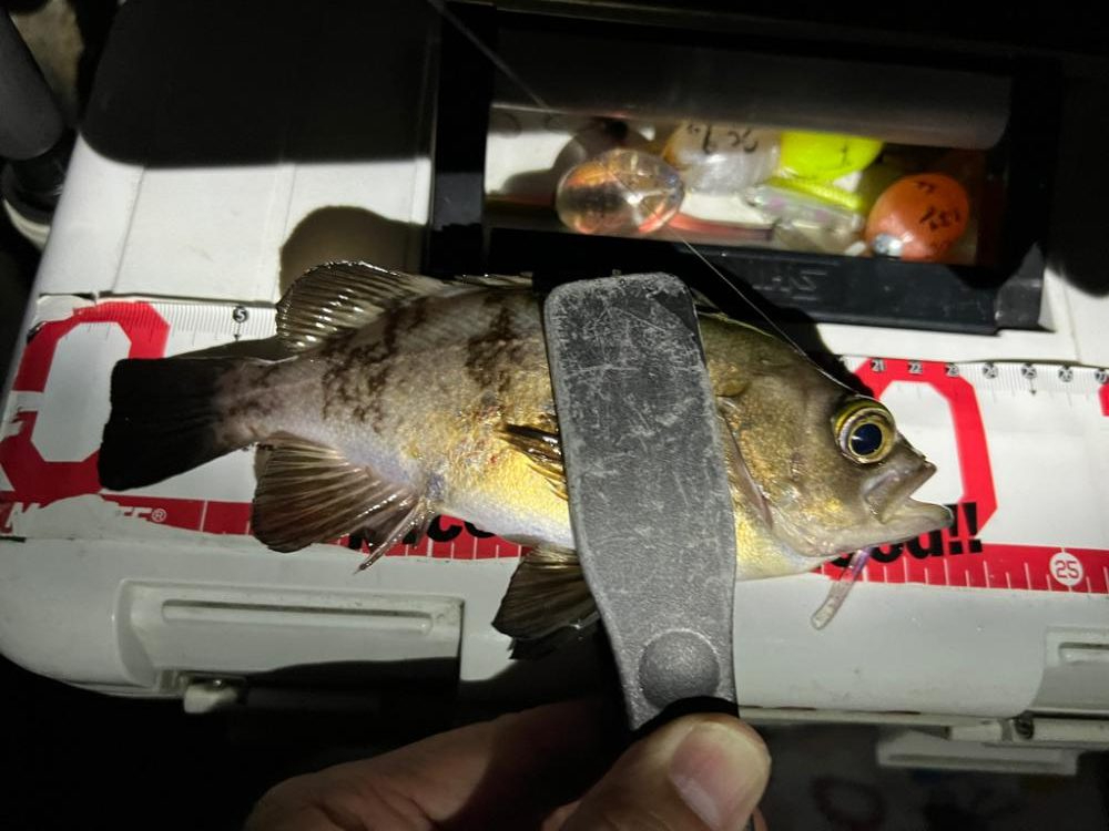 メバル数釣り