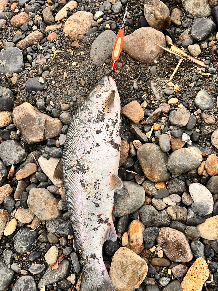 ショア　サクラマス