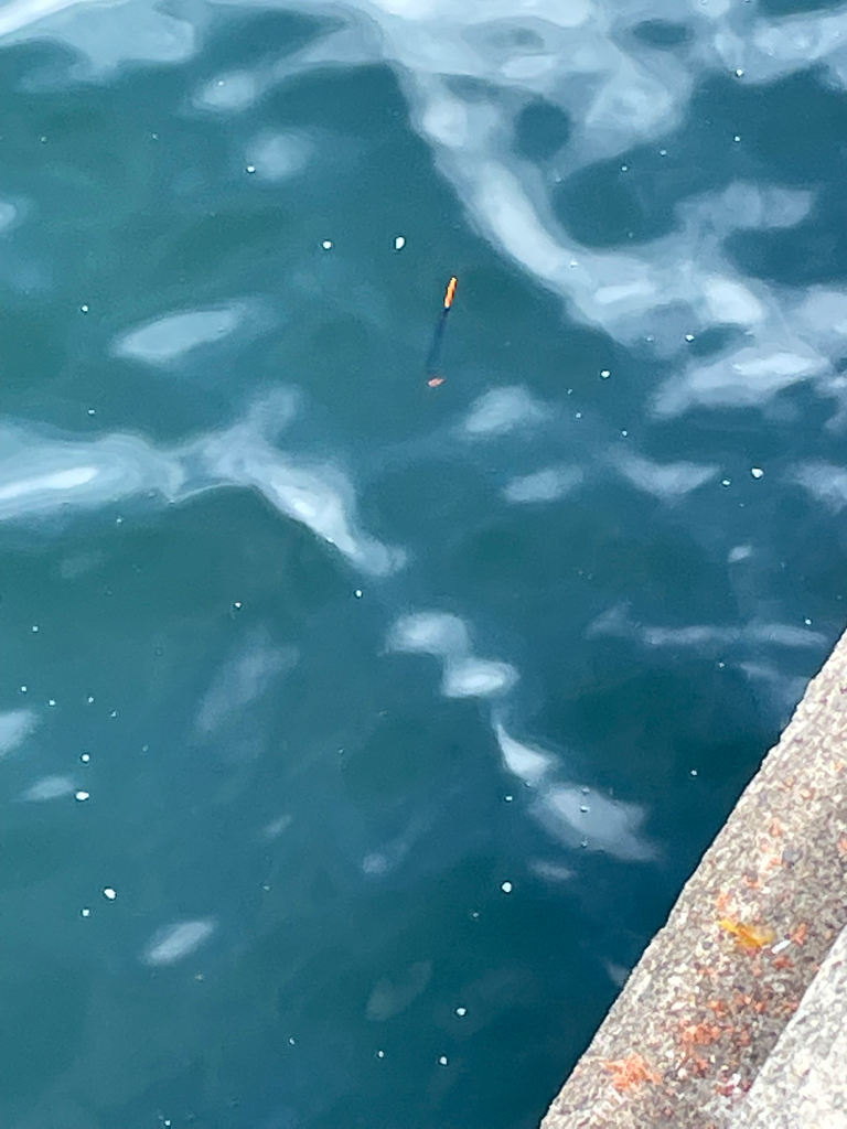 フカセで、チヌ とカンダイを釣る。