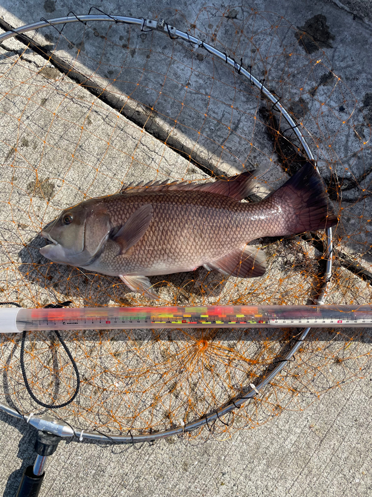 波止フカセで年無しチヌ狙い。