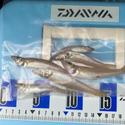 キス釣り、アジ釣り