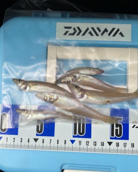 キス釣り、アジ釣り