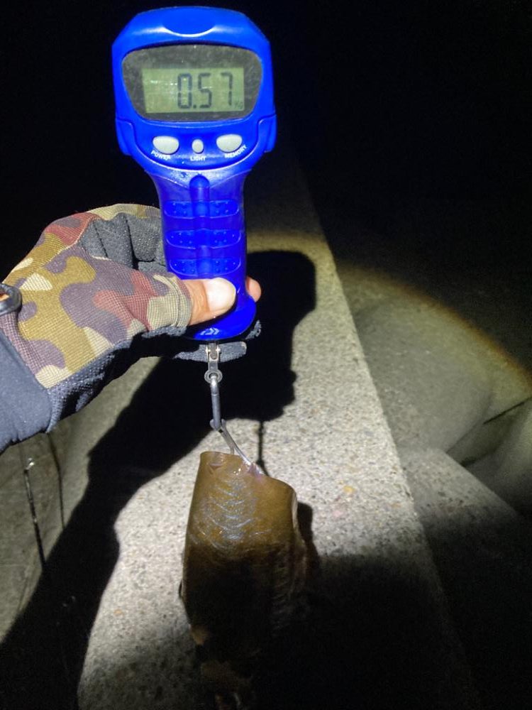 やっと春イカGET!\(^o^)/