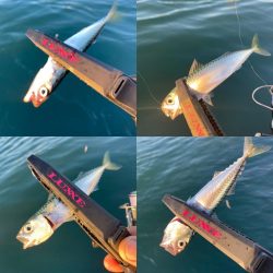 アジが居ないので