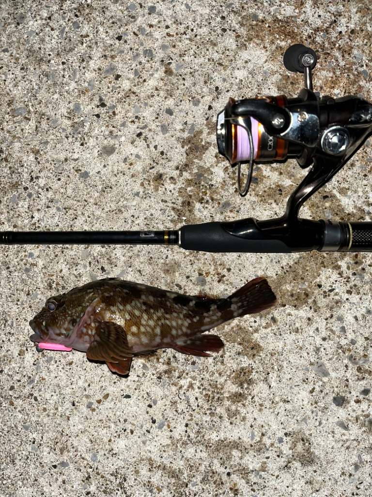 ガシラ活性高し