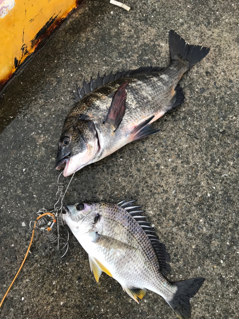 ヘチ釣り朝活！