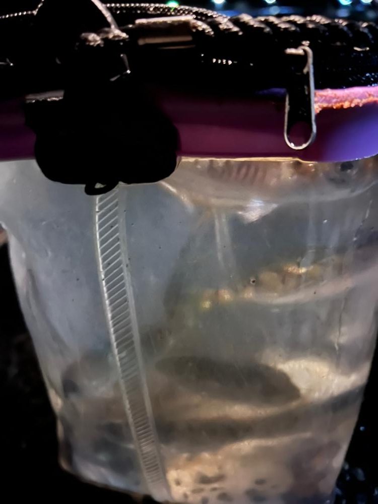 アジ爆釣でした