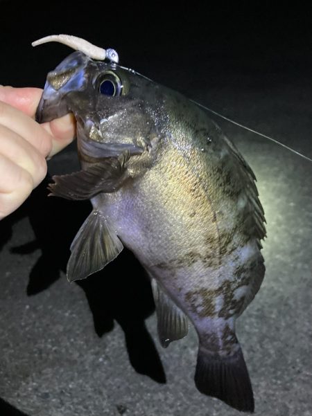 いいサイズ揃いました