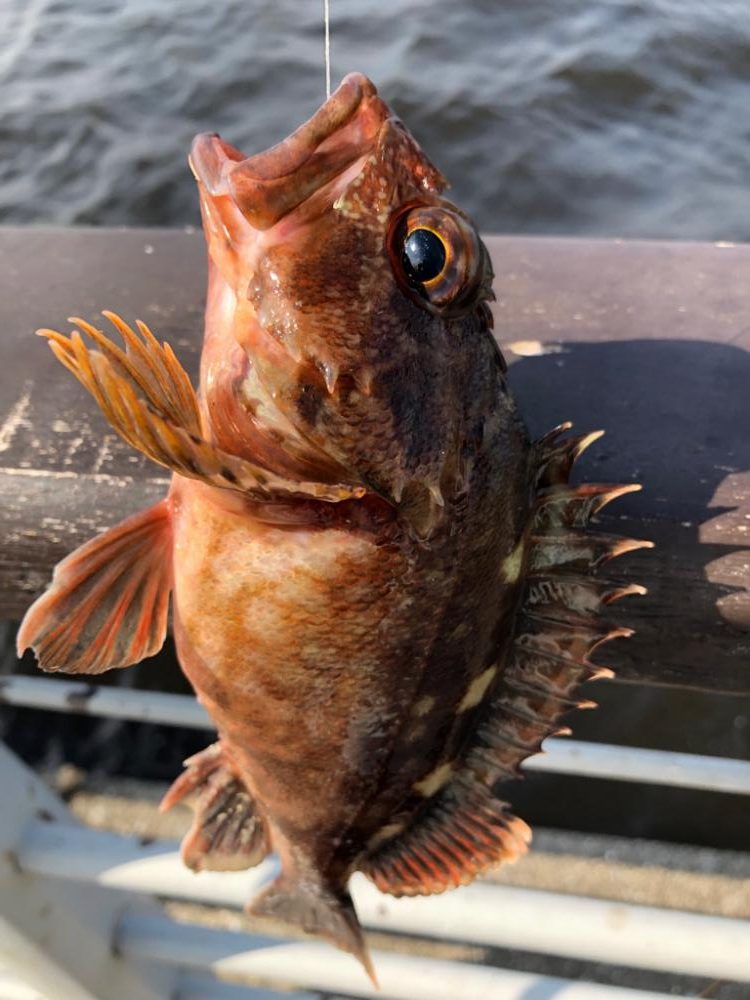 青イソメとサビキ