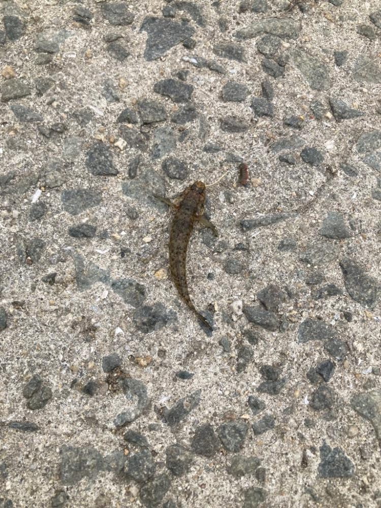 ちょい投げ釣り