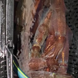 敦賀でイカメタル