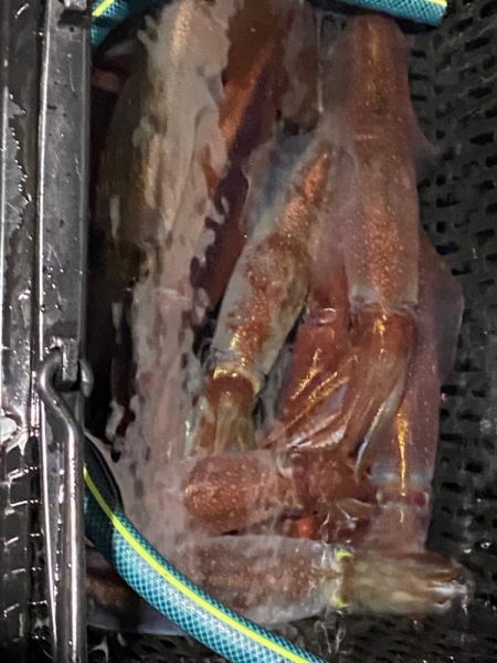 敦賀でイカメタル