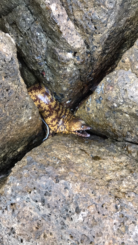 休み消化で磯へ