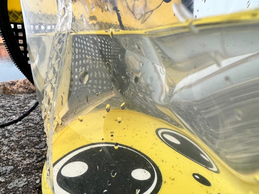 テナガエビ釣りなのに